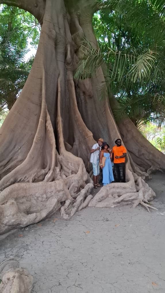 Giant Baobab Tree Excursion